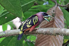 Banded Broadbill