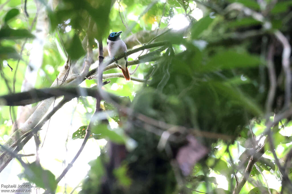 Wattled Broadbill