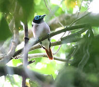 Wattled Broadbill