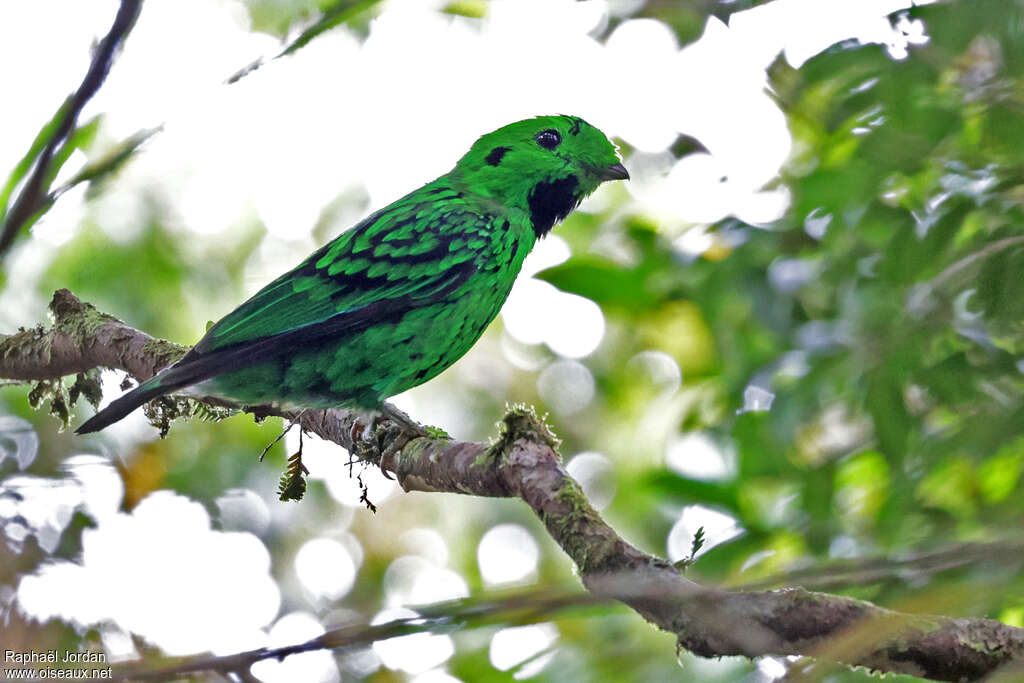 Whitehead's Broadbill