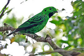 Whitehead's Broadbill