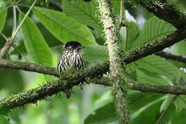 African Broadbill