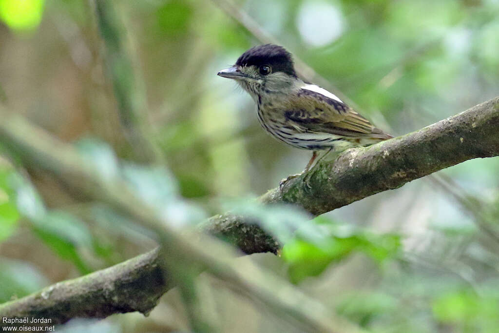 African Broadbill male adult, identification