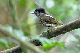 African Broadbill