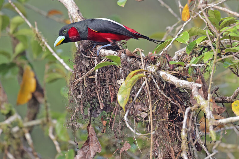 Black-and-red Broadbilladult, Reproduction-nesting