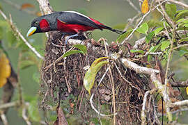 Black-and-red Broadbill