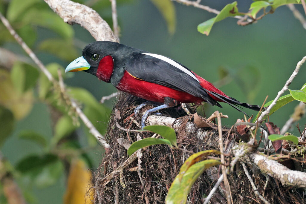 Black-and-red Broadbilladult