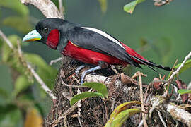 Black-and-red Broadbill