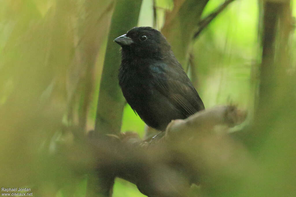 Blackish-blue Seedeater