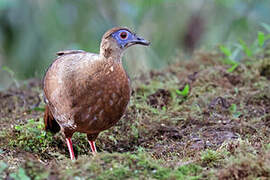 Bulwer's Pheasant