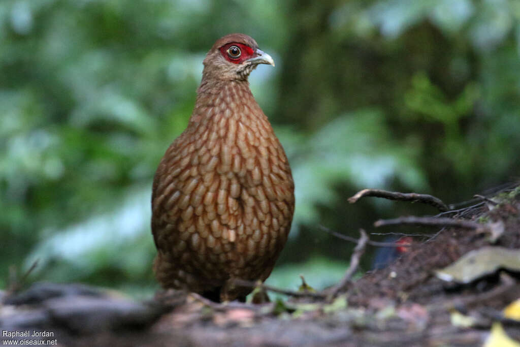 Salvadori's Pheasant female adult