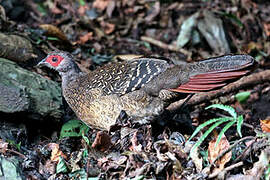 Swinhoe's Pheasant