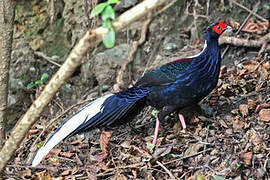 Swinhoe's Pheasant