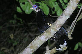 Malayan Crested Fireback