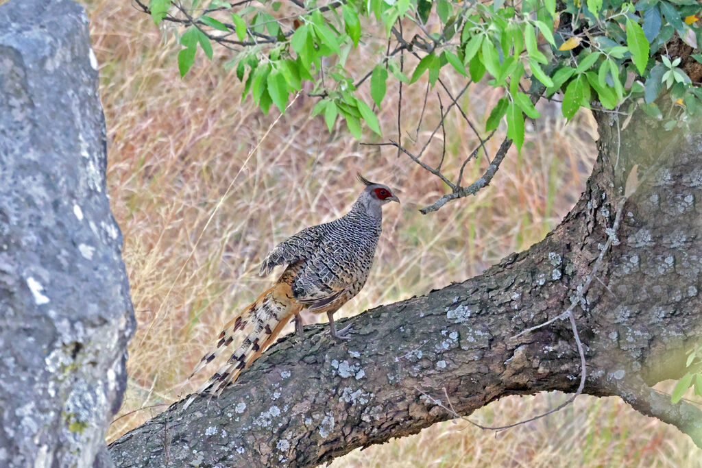 Cheer Pheasant male adult