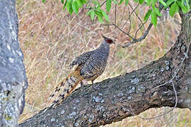 Cheer Pheasant