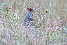 Cheer Pheasant