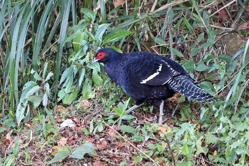 Mikado Pheasant male adult