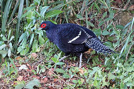 Mikado Pheasant