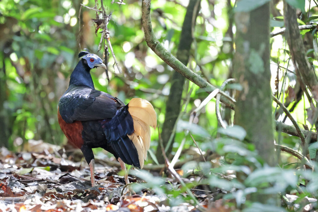 Crested Fireback male adult