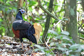 Bornean Crested Fireback