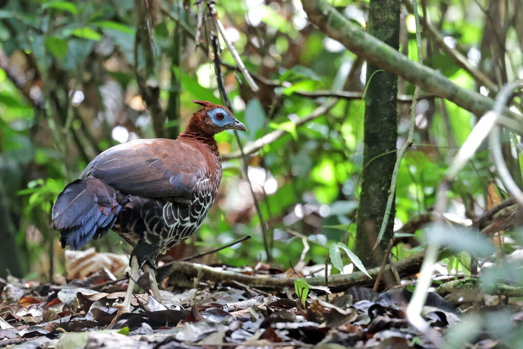 Bornean Crested Firebackimmature