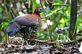 Bornean Crested Fireback