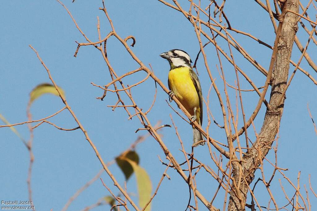 Northern Shriketitadult