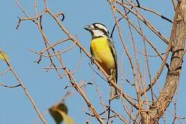 Northern Shriketit