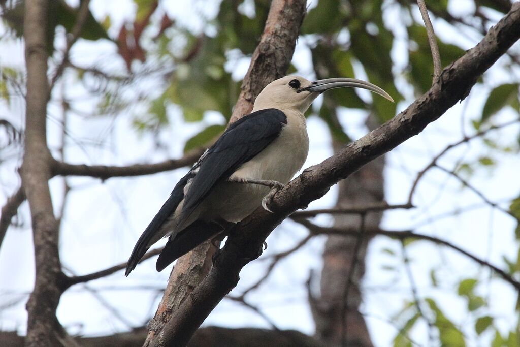 Sickle-billed Vangaadult