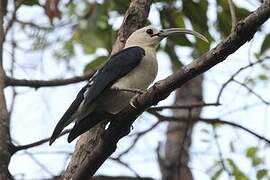 Sickle-billed Vanga