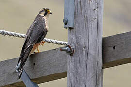 Aplomado Falcon