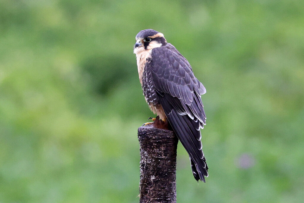 Aplomado Falcon