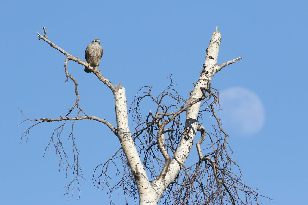 Merlinadult breeding