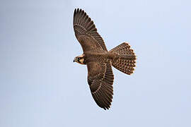 Lanner Falcon