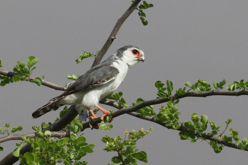 Pygmy Falcon male adult