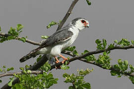 Pygmy Falcon