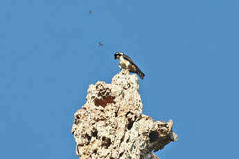Fauconnet moineau