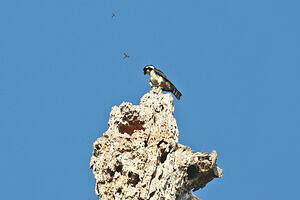 Fauconnet moineau