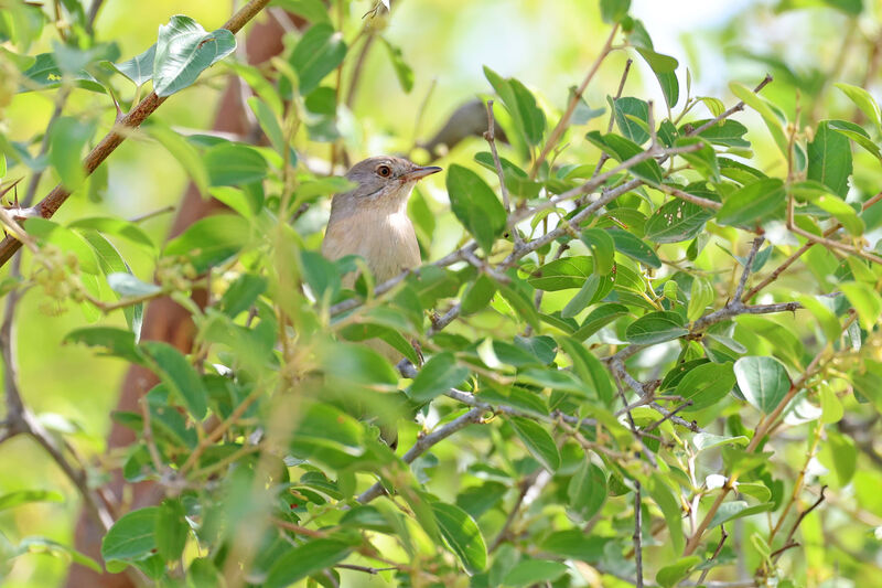 Menetries's Warbler male First year