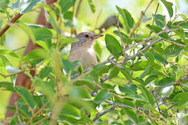 Menetries's Warbler