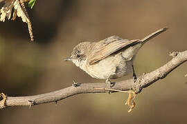 Desert Whitethroat