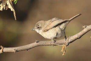 Fauvette minule