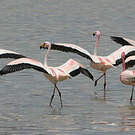 Flamant de James