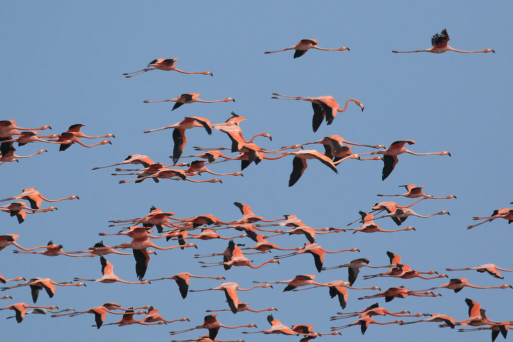 American Flamingoadult