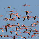 Flamant des Caraïbes