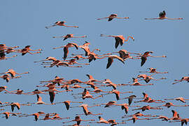 American Flamingo