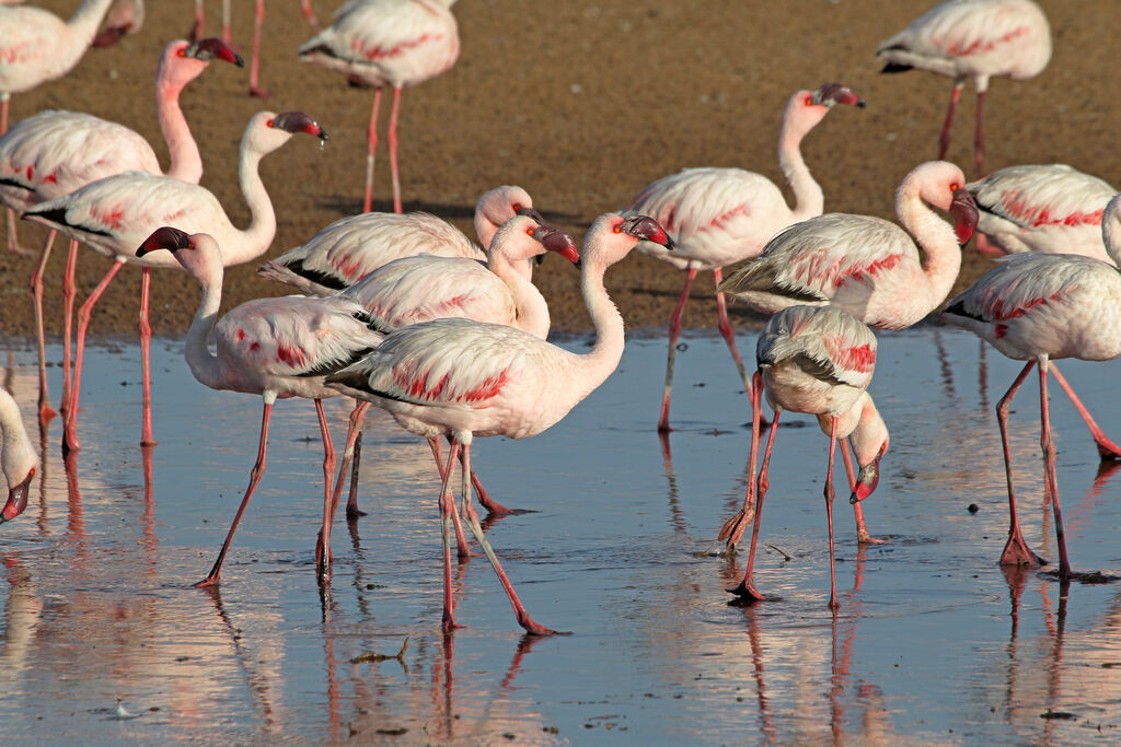 Lesser Flamingoadult