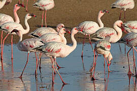 Lesser Flamingo