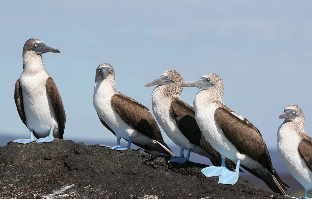 Blue-footed Booby